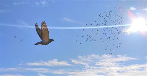 Cría de palomas en Mallorca.